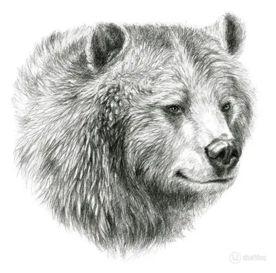 Медведь с выразительной мордой - скачать jpg бесплатно
