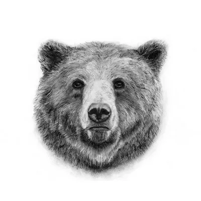 Изображение медвежьей морды в формате webp