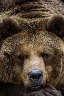 Фото Морда медведя - загрузить jpg изображение бесплатно