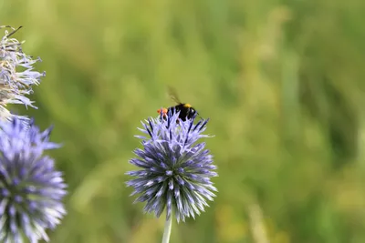 Очарование растений: фото Мордовник идеально передает его уникальность