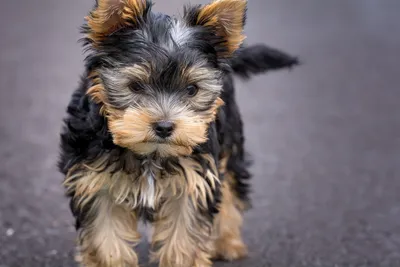 Морки Собака Мальтийский Yorkie Смесь — стоковые фотографии и другие  картинки Воображение - Воображение, Время идти спать, Горизонтальный -  iStock