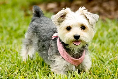 Morkie Stock Photo - Download Image Now - Affectionate, Animal, Beach -  iStock