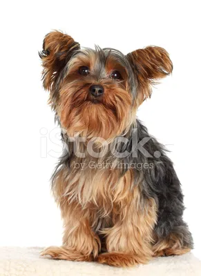 Собака | Dogs, Teddy bear, Bear