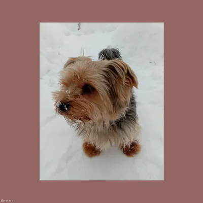 Уход - DOGGIE COUTURE BY NELYA