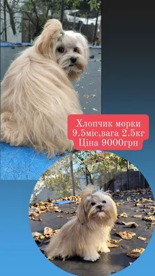 картинки : стул, собака, Млекопитающее, Синий, Волосатый, Yorkie,  Позвоночный, порода собаки, йоркширский терьер, Кэрн-терьер, Австралийский  шелковистый терьер, Собака, как млекопитающее, Карниворан, Австралийский  терьер, Schnoodle, Morkie, Бивер ...