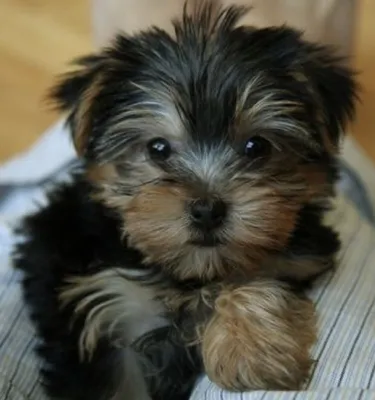 Meet Misha, the adorable Biewer Yorkie