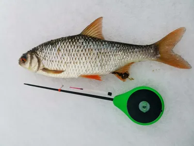 Ловля плотвы на мормышку в глухозимье