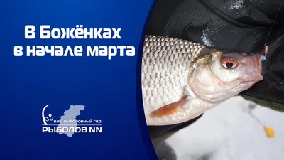 Плотва последний лёд