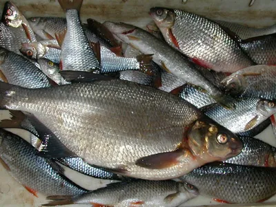 Мормышка на ленка и мальму народная крупная Мормышка попугай Зеленая спина  с вишневой грудью № 6 мм Тяжелая мормышка на берша и судака вес 4 гр