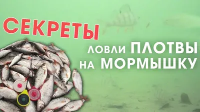 Топ-проводки для плотвы