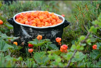 Морошка - съедобные ягоды и их лечебные свойства. Противопоказания к их  применению (150 фото + видео)