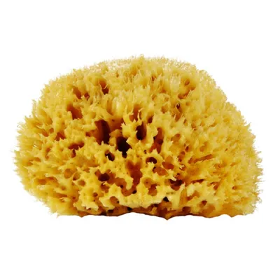 Натуральная морская губка, 9-10 см - Najel Natural Sponge: купить по лучшей  цене в Украине | Makeup.ua