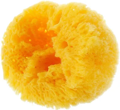 Натуральная морская губка Ok Baby Honeycomb 10 см - купить с доставкой по  выгодным ценам в интернет-магазине OZON (877160641)