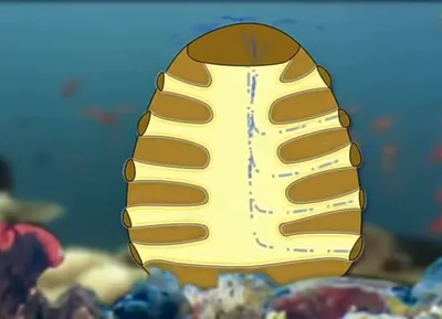 Натуральная морская губка – лучшие товары в онлайн-магазине Джум Гик