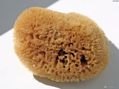 Мочалка Bellini Egidio Губка морская натуральная Honeycomb - Акушерство.Ru