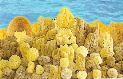 Натуральная морская губка, 8x5см - Attirance Natural Sea Sponge: купить по  лучшей цене в Украине | Makeup.ua