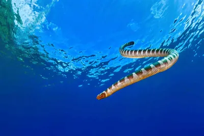 Фото морской змеи в формате WebP