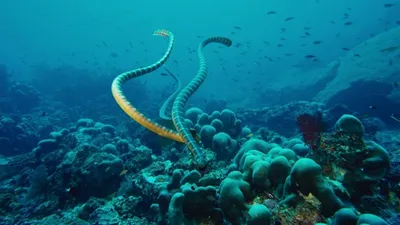 Морская змея - захватывающий образец фауны