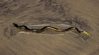 Фотография морской змеи в глубоких водах