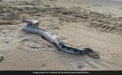Удивительные детали морской змеи на фото