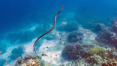 Морская змея - символ силы и грации