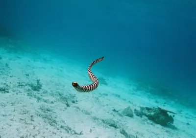 Фото морской змеи на фоне подводных рифов
