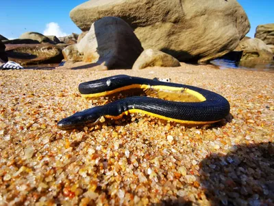 Фото морской змеи с возможностью бесплатного скачивания