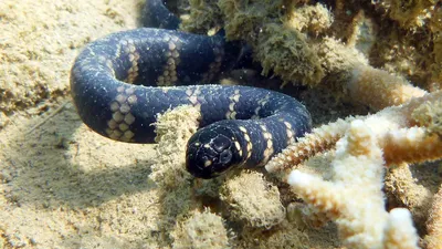 Морская змея: великолепная модель для фотографии