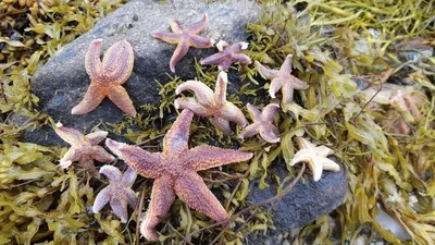Морская звезда - описание строения и типы