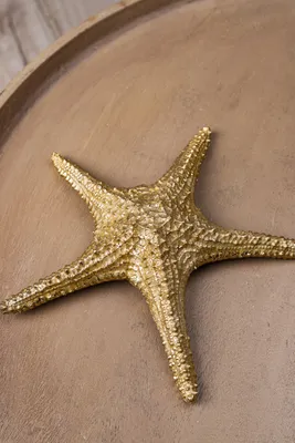 Мертвая морская звезда обнаружила на берегу моря Стоковое Изображение -  изображение насчитывающей будут, волны: 169423445
