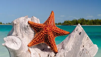 Самая большая в мире морская звезда | Пикабу