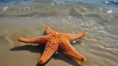 Морская звезда на камне, покрытом водорослями и моллюсками Stock Photo |  Adobe Stock