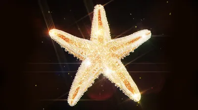 Серьги морская звезда 15 мм — купить в магазине BOHOANN 💍 Современное  ювелирное искусство