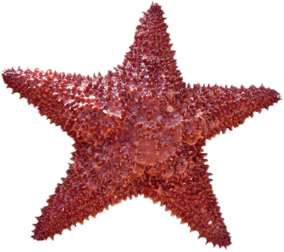 Сушеные звезды, морская звезда, морская звезда, Пляжное ремесло, свадебное  украшение для дома, подарок, морская звезда, звезда, морская звезда, рыба,  2 шт. | AliExpress