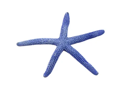 Морская звезда для декора 15-16 см натуральная купить по цене 157.50 грн в  магазине рукоделия 100 идей