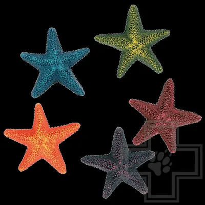 Зернистая морская звезда стоковое фото. изображение насчитывающей праздник  - 174657752