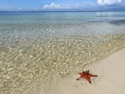 Фиолетовая Морская Звезда — стоковые фотографии и другие картинки Ochre Морская  Звезда - Ochre Морская Звезда, Вода, Водный организм - iStock