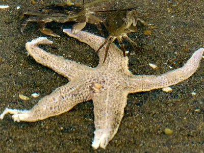 Красивая морская звезда в ладони на зеленом фоне океанской воды. Лето.  Кения, Африка. Стоковое Фото - изображение насчитывающей экологичность,  природа: 176139942