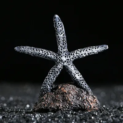 морская звезда на морском дне в красном море Стоковое Изображение -  изображение насчитывающей природа, коралл: 220958605