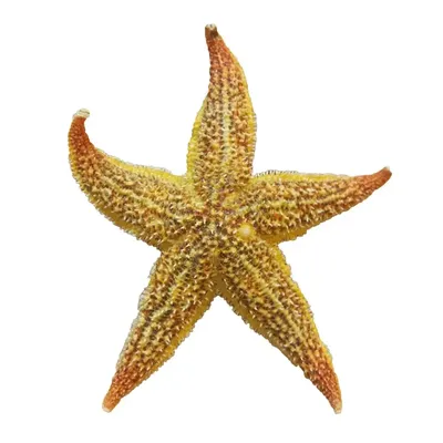 Морская звезда ,сувенир (сост. на фото) - купить по выгодной цене в  интернет-магазине OZON (630873816)