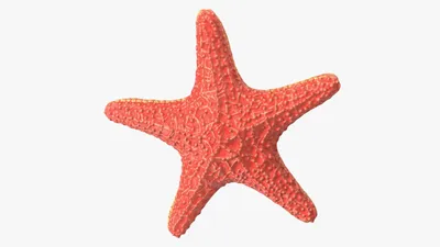 Купить Морская звезда из фоамирана, цвет голубой дешево в интернет-магазине  в Москве