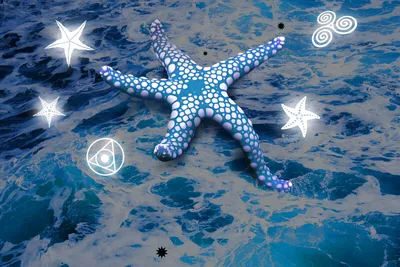 Морская звезда — отражение звезды небесной? ✦ Символика талисмана |  LegendaVincento | Дзен