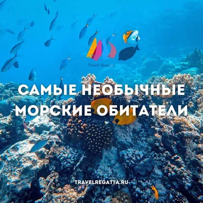 7 удивительных морских животных: а вы таких знаете? - Телеканал «О!»