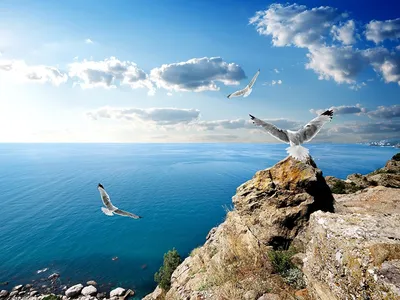 Морские птицы Крыма (46 фото) »