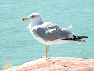 Морские птицы черного моря - 61 фото