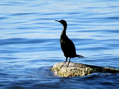 Водоплавающие птицы черноморского побережья - 72 фото