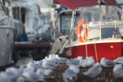 В Крыму одинокий баклан безответно влюбился в лебедя :: Новости :: ТВ Центр