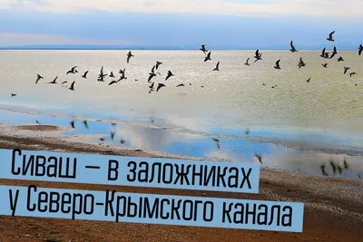 Водоплавающие птицы крыма - 46 фото