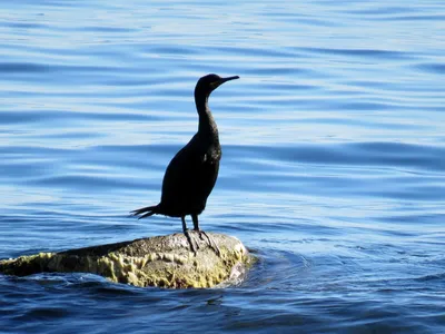 Seascape, камень с птицы на море, на предпосылке накидки Meganom, Крым  Стоковое Изображение - изображение насчитывающей баклан, плотно: 56459451