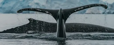 Почему киты и другие морские животные выбрасываются на берег ?